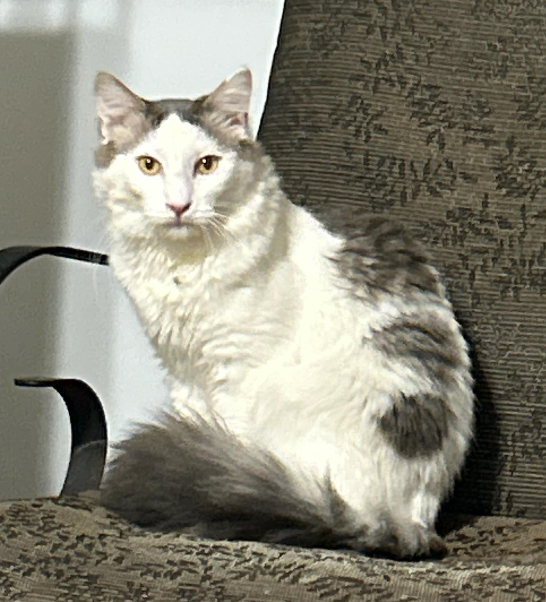 Ozzy, Adoptable, Young Male Domestic Medium Hair.