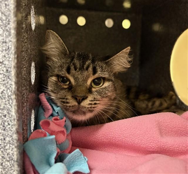 Enlarge VIOLET, a Adoptable Domestic Medium Hair in Fort Myers, FL image 1/1