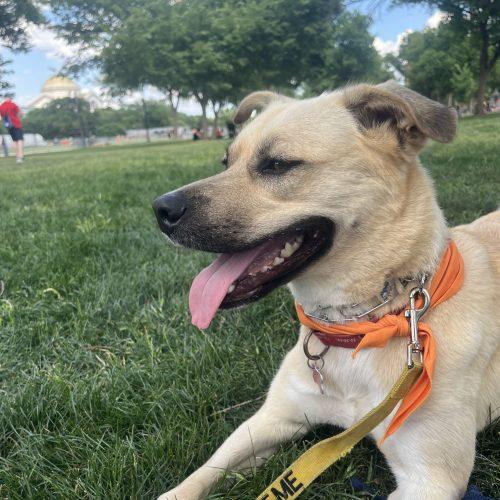 Winnie, Adoptable, Young Female Labrador Retriever & Mixed Breed.