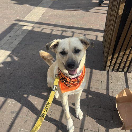 Winnie, a Adoptable mixed breed in Washington DC, DC image 2/5