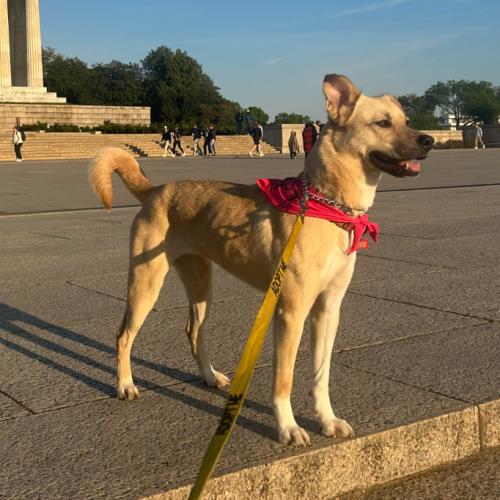 Winnie, a Adoptable mixed breed in Washington DC, DC image 3/5