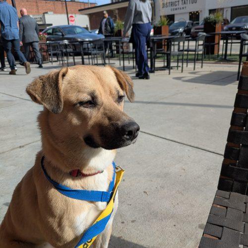 Winnie, a Adoptable mixed breed in Washington DC, DC image 4/5