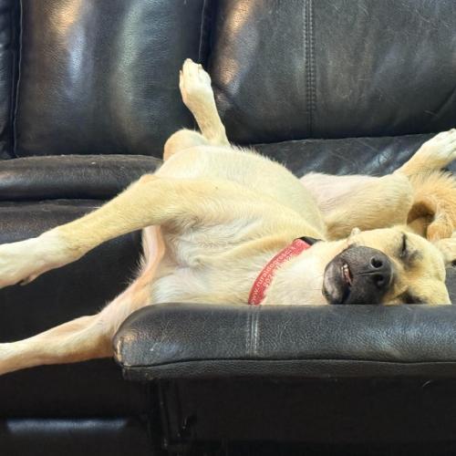 Winnie, a Adoptable mixed breed in Washington DC, DC image 5/5