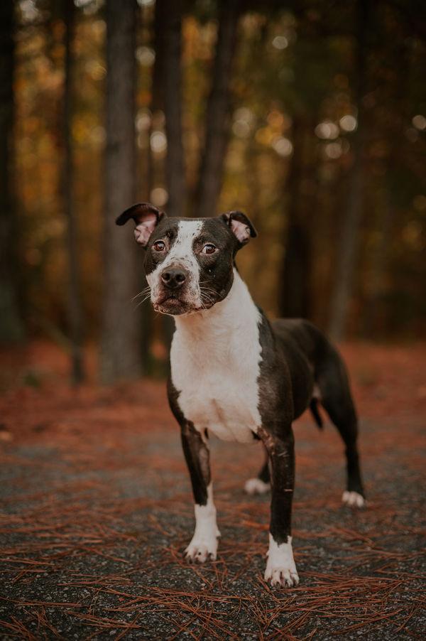 25-09-2710 Scarlett, Adoptable, Adult Female Pit Bull Terrier.