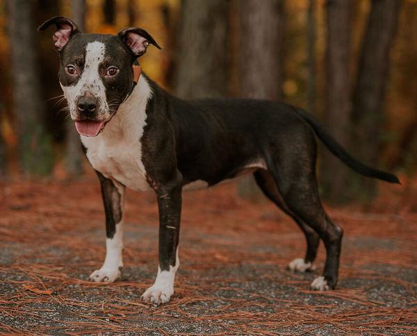 25-09-2710 Scarlett, Adoptable, Adult Female Pit Bull Terrier.