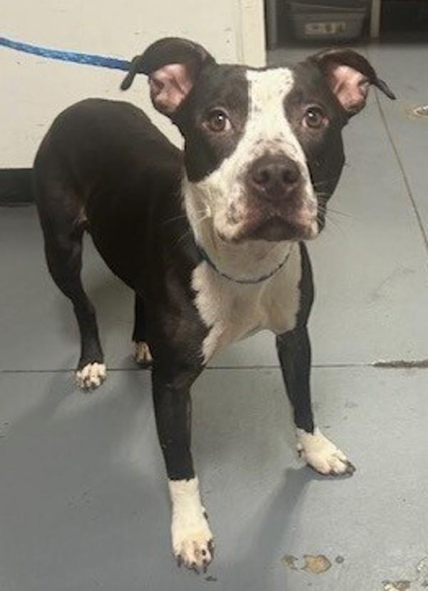 Enlarge 25-09-2710 Scarlett, a Adoptable mixed breed in Dallas, GA image 3/3