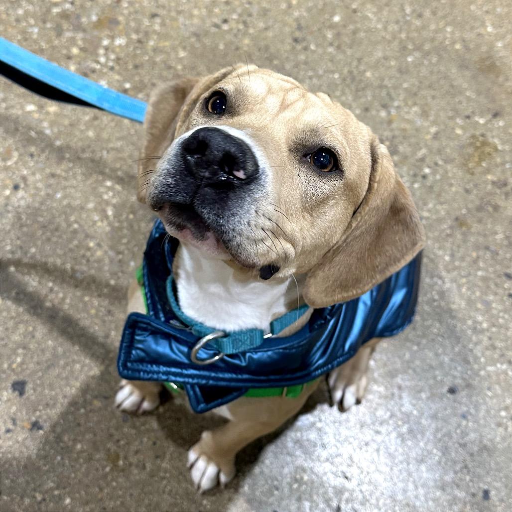 Enlarge Leroy, a Adoptable Mixed Breed in Skokie, IL image 1/6