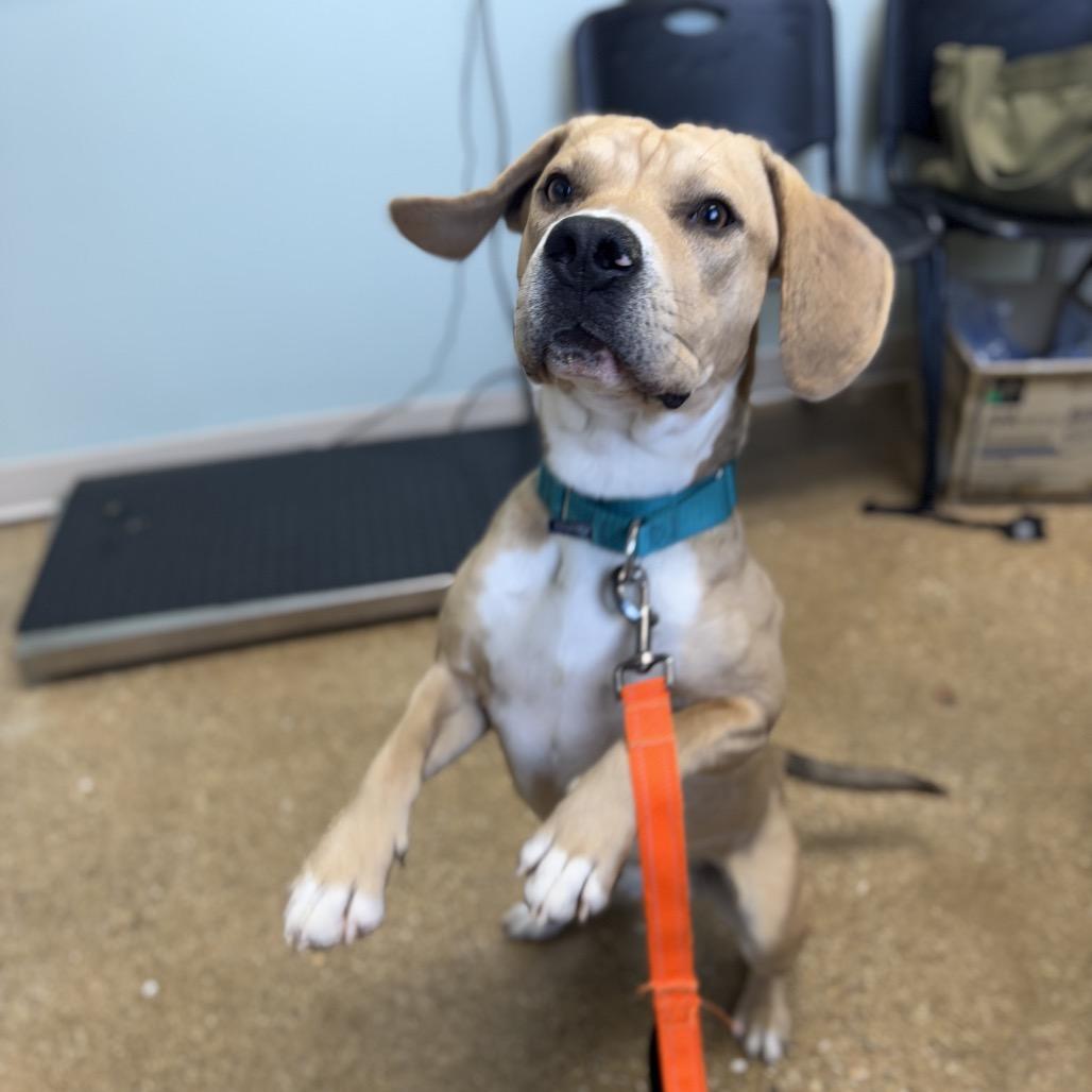 Enlarge Leroy, a Adoptable Mixed Breed in Skokie, IL image 3/6