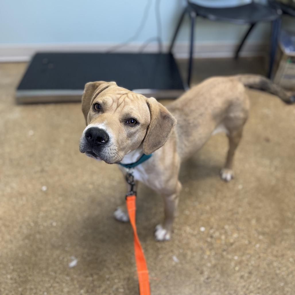 Enlarge Leroy, a Adoptable Mixed Breed in Skokie, IL image 4/6