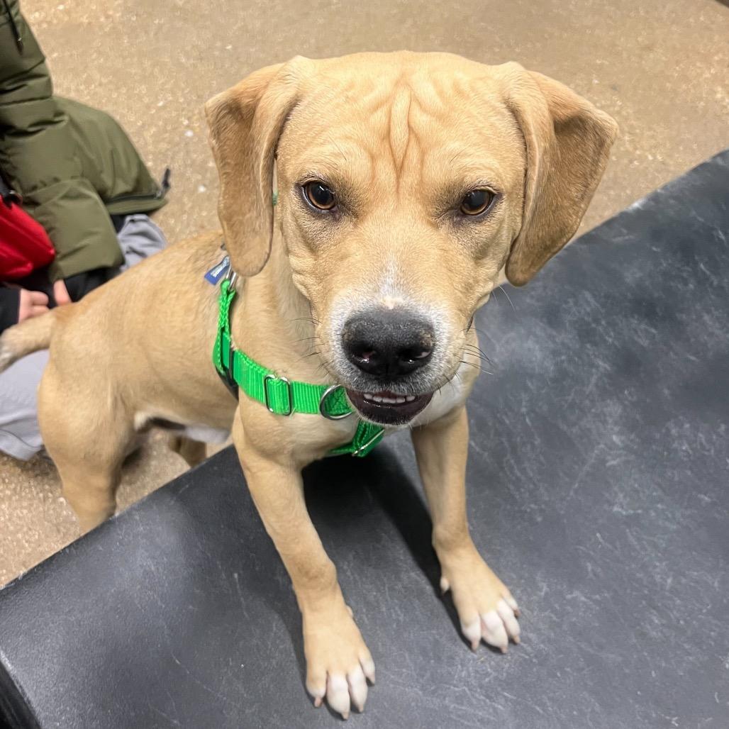 Enlarge Leroy, a Adoptable Mixed Breed in Skokie, IL image 5/6