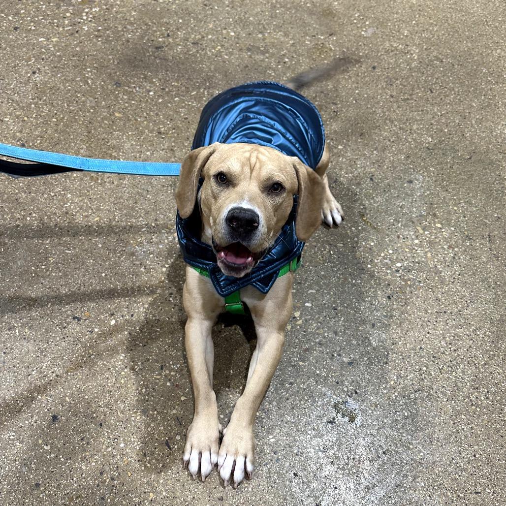 Enlarge Leroy, a Adoptable Mixed Breed in Skokie, IL image 6/6