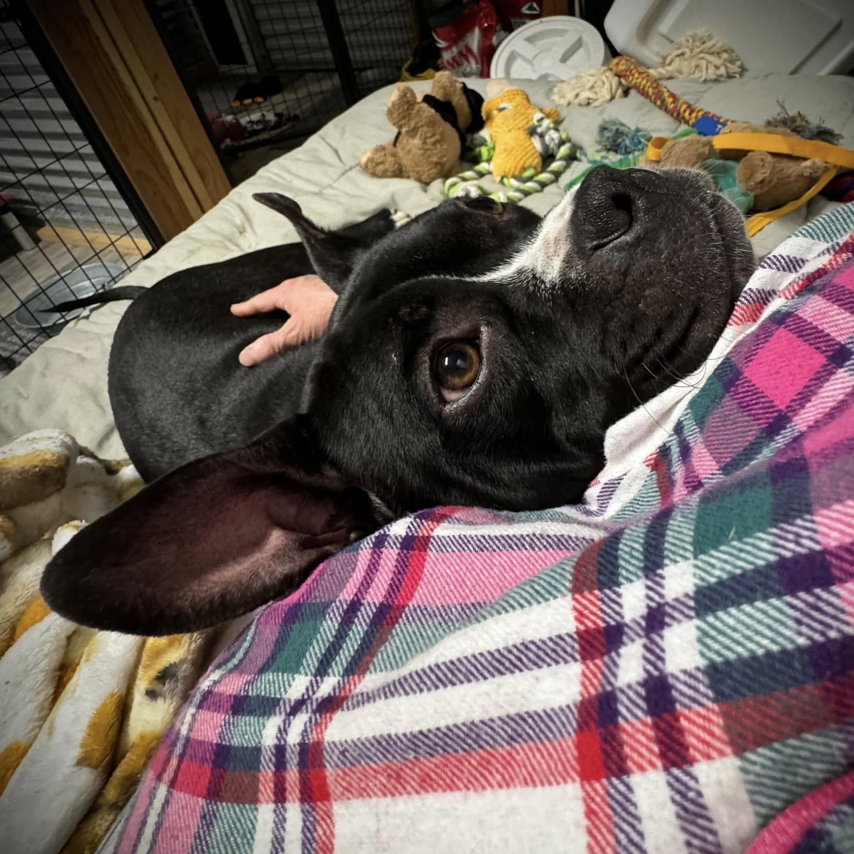 Molly, a Adoptable Mixed Breed in Southaven , MS image 5/6