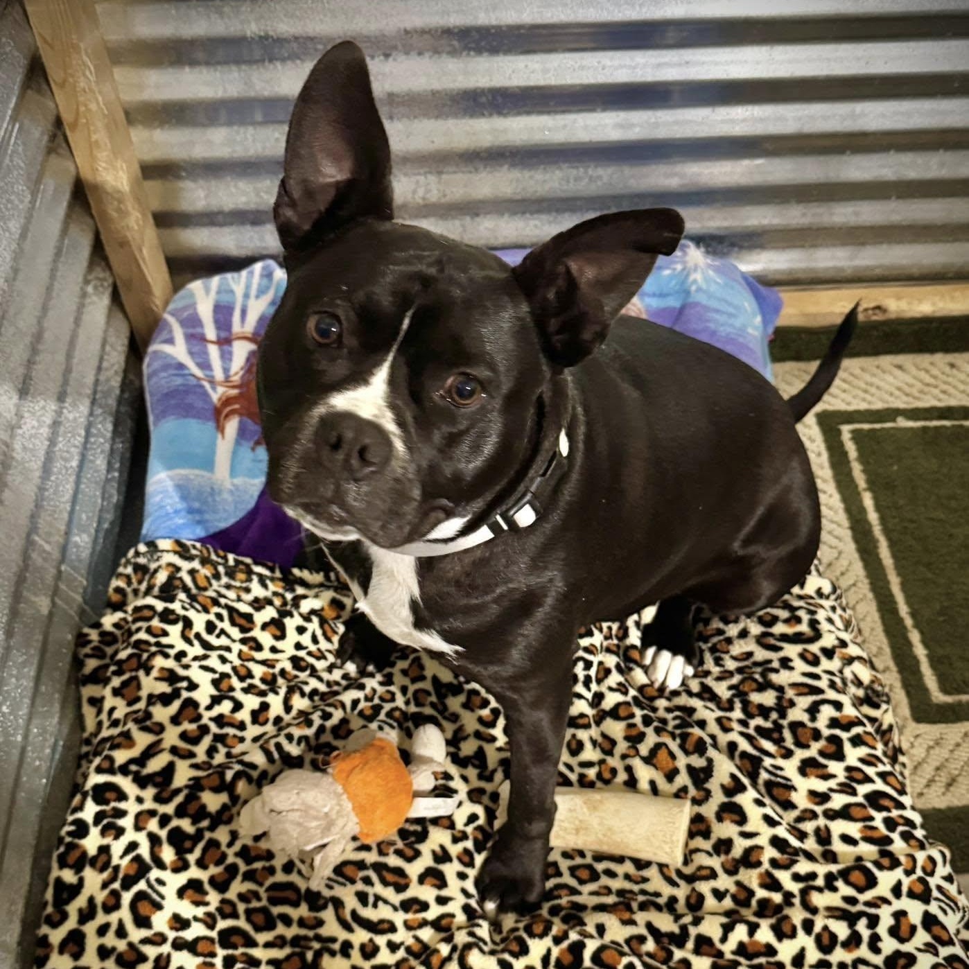 Molly, a Adoptable Mixed Breed in Southaven , MS image 2/6