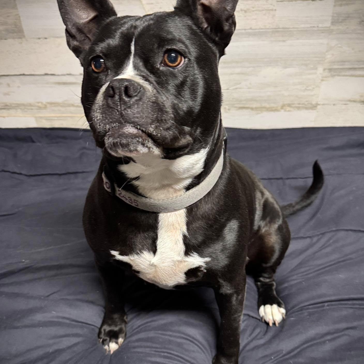 Molly, a Adoptable Mixed Breed in Southaven , MS image 3/6