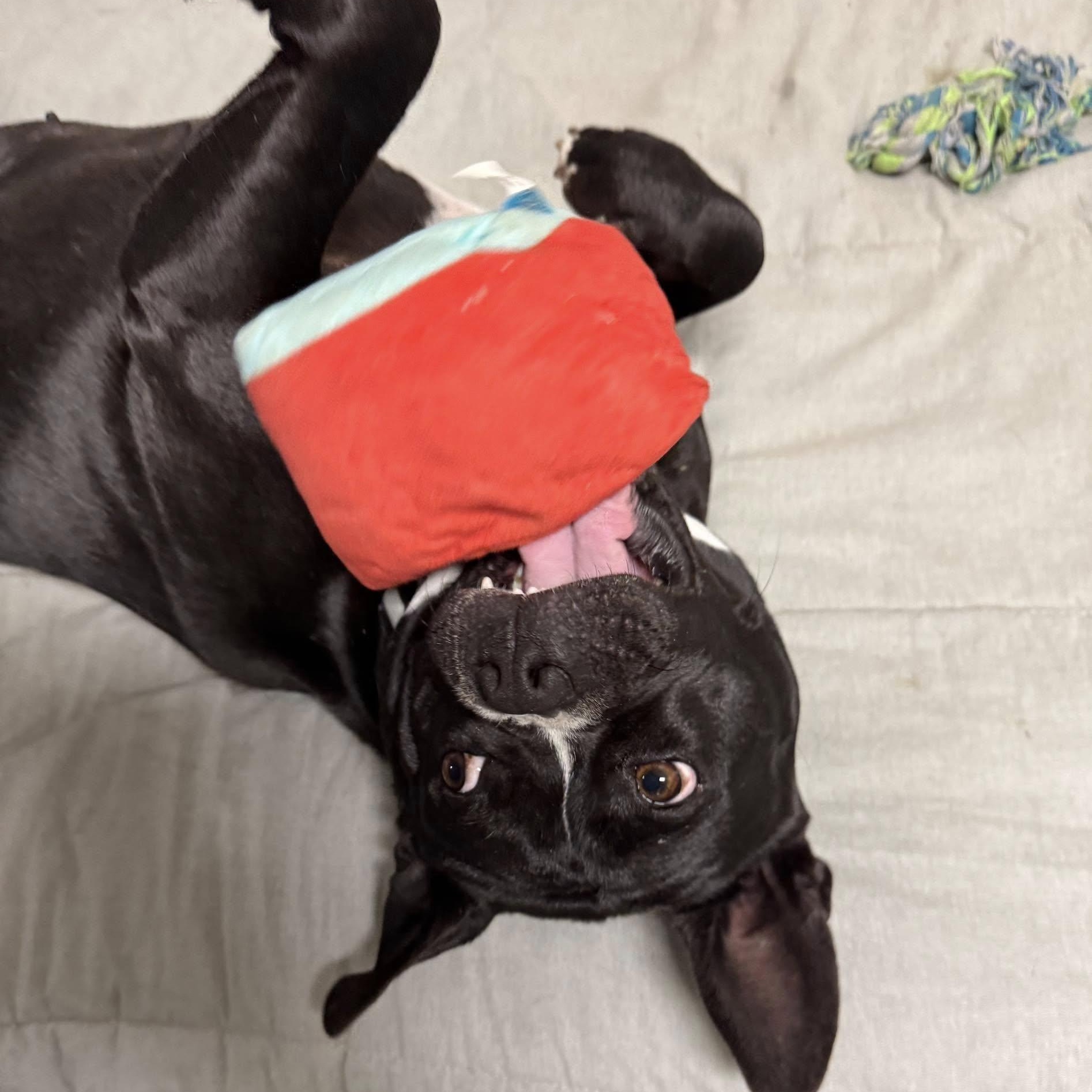 Molly, a Adoptable Mixed Breed in Southaven , MS image 4/6