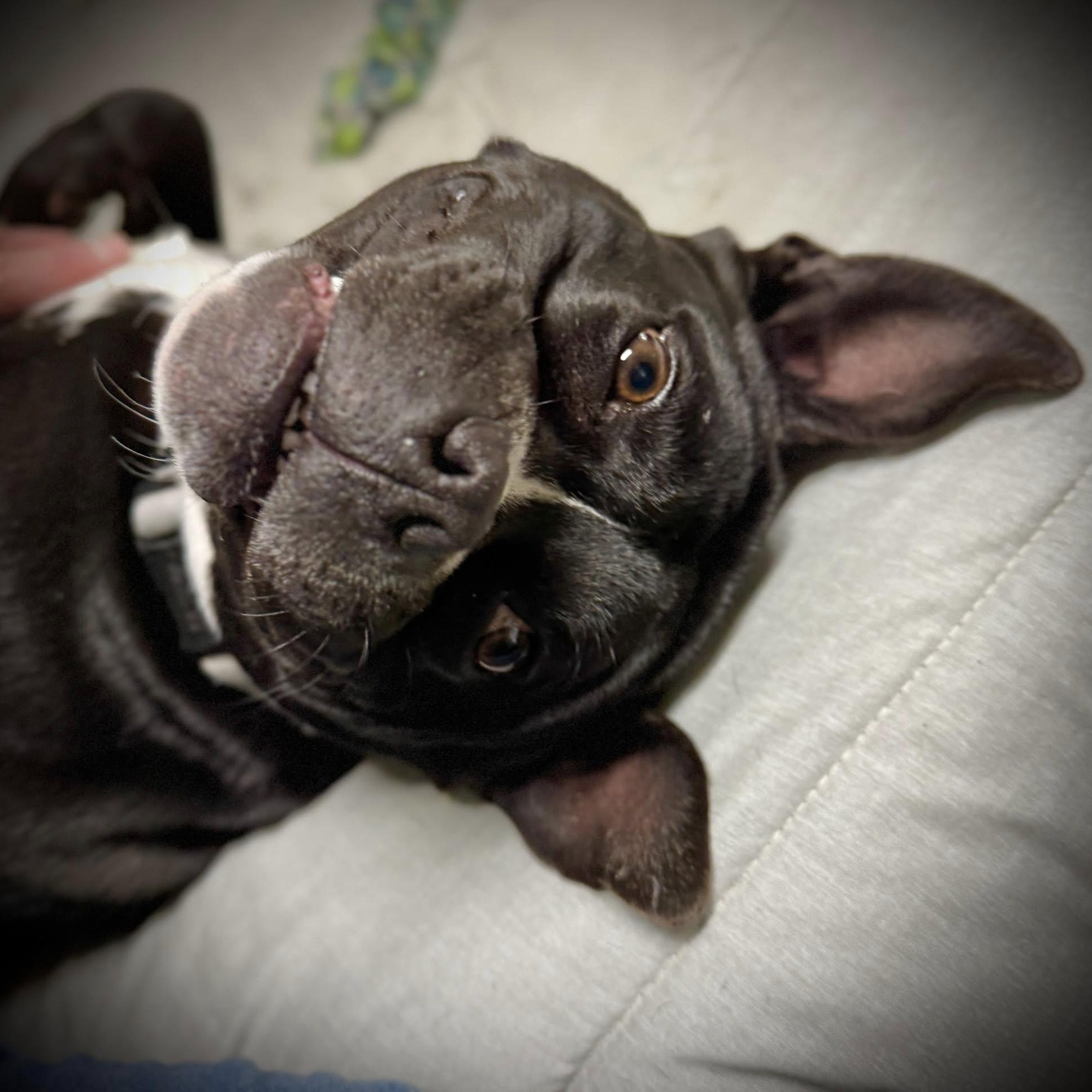 Molly, a Adoptable Mixed Breed in Southaven , MS image 1/6