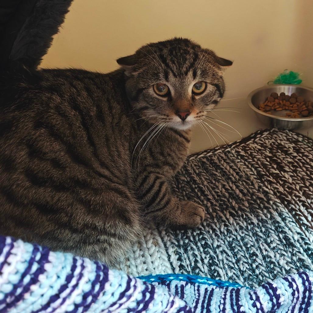 Timber, Adoptable, Young Male Domestic Short Hair.