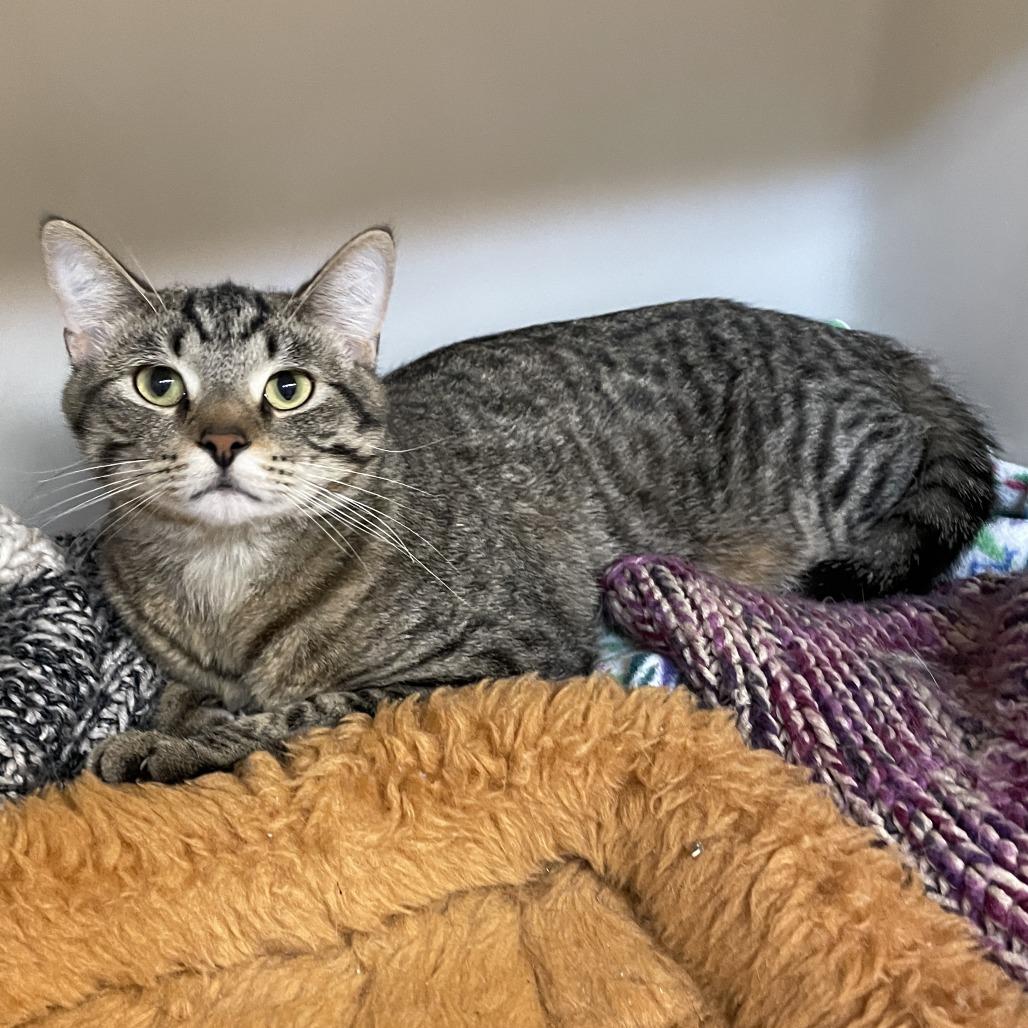 Enlarge Timber, a Adoptable Domestic Short Hair in Madison, WI image 2/3