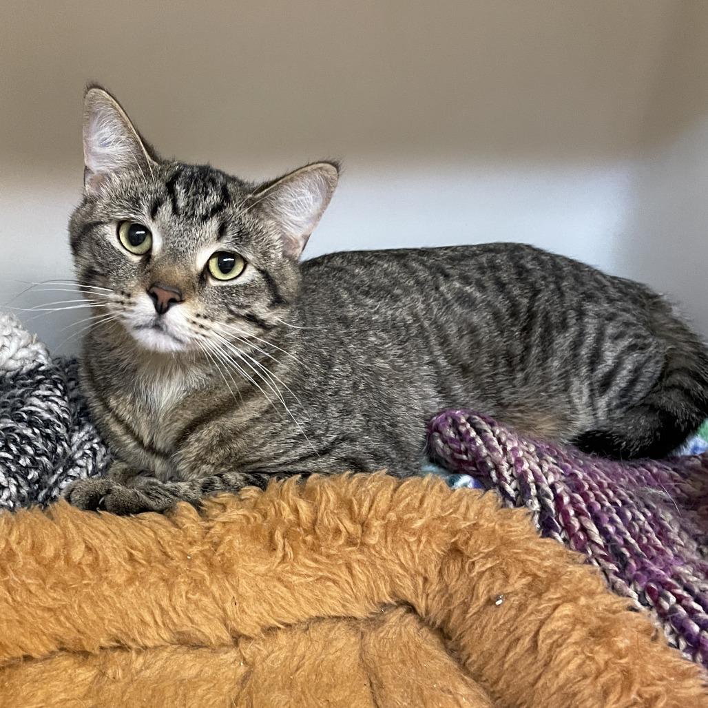 Enlarge Timber, a Adoptable Domestic Short Hair in Madison, WI image 3/3