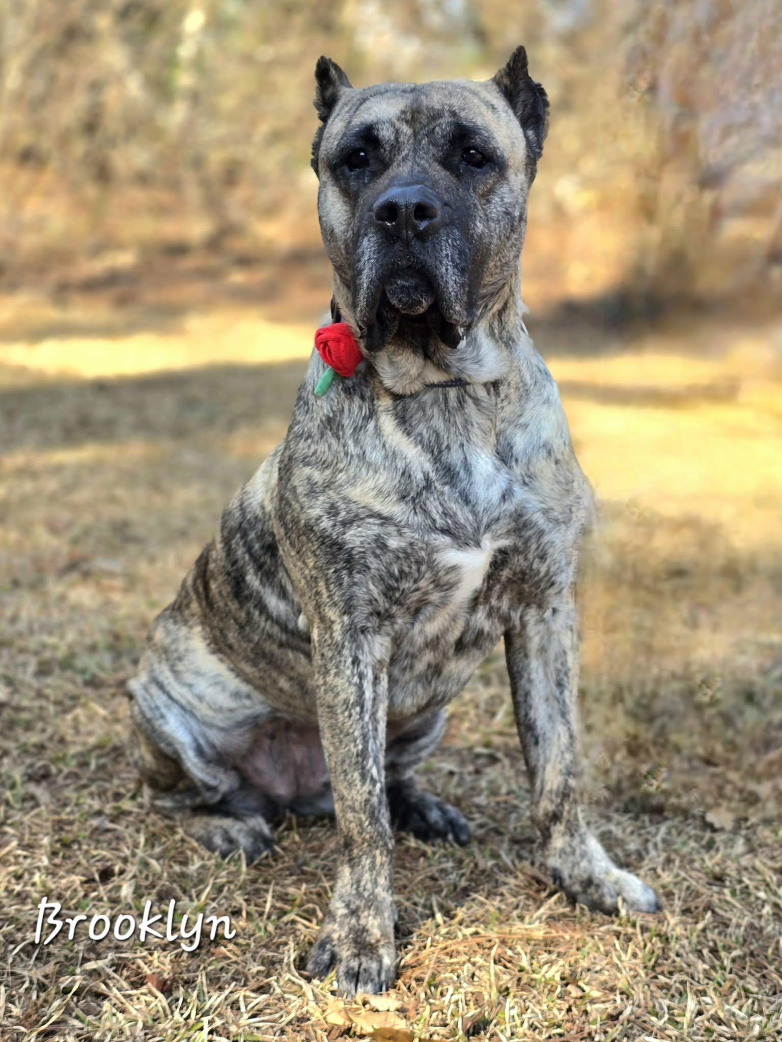 Enlarge Brooklyn, an adoptable Presa Canario in Bishop, GA image 4/4