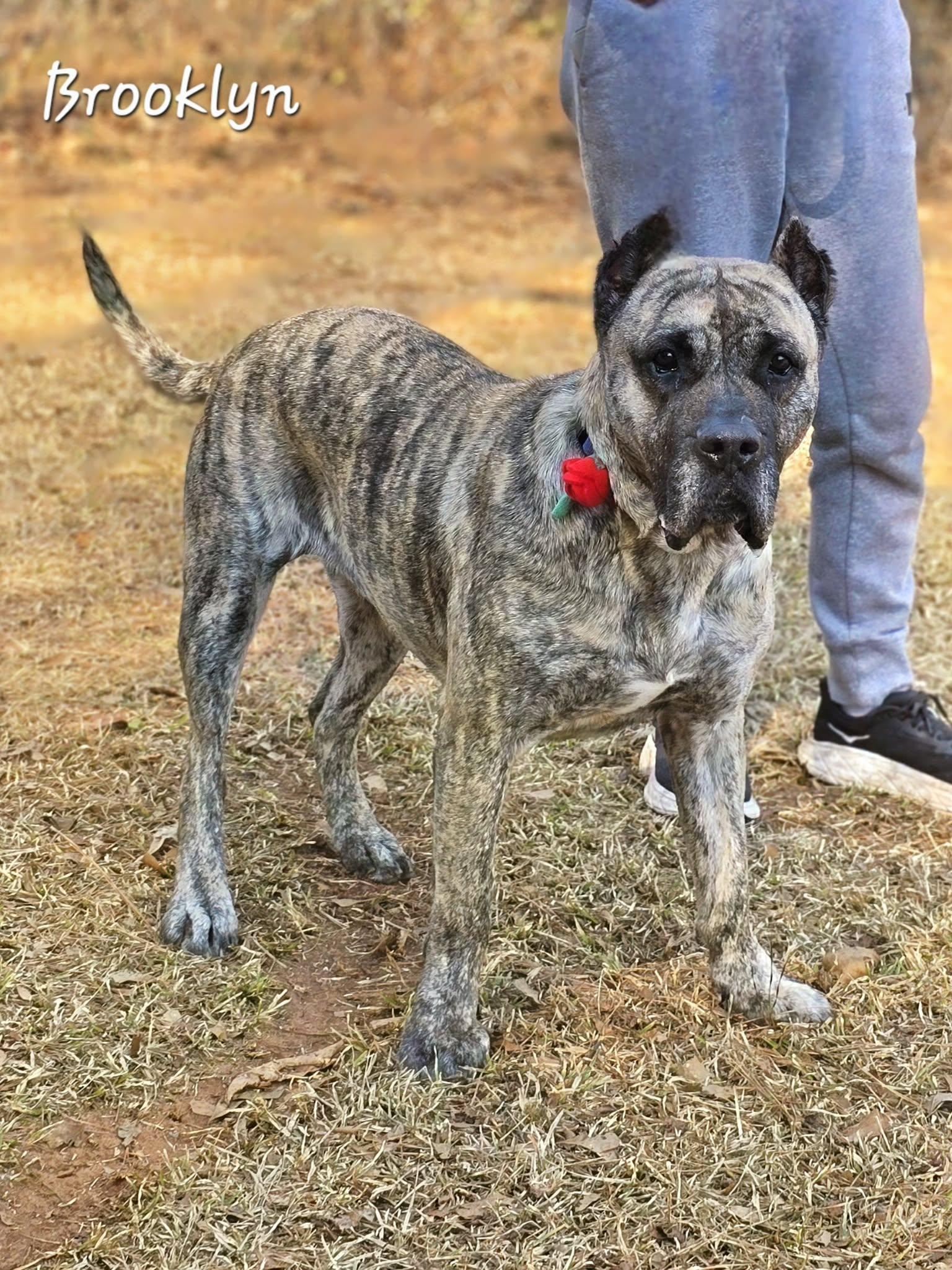 Brooklyn, adoptable, Adult Female Presa Canario.