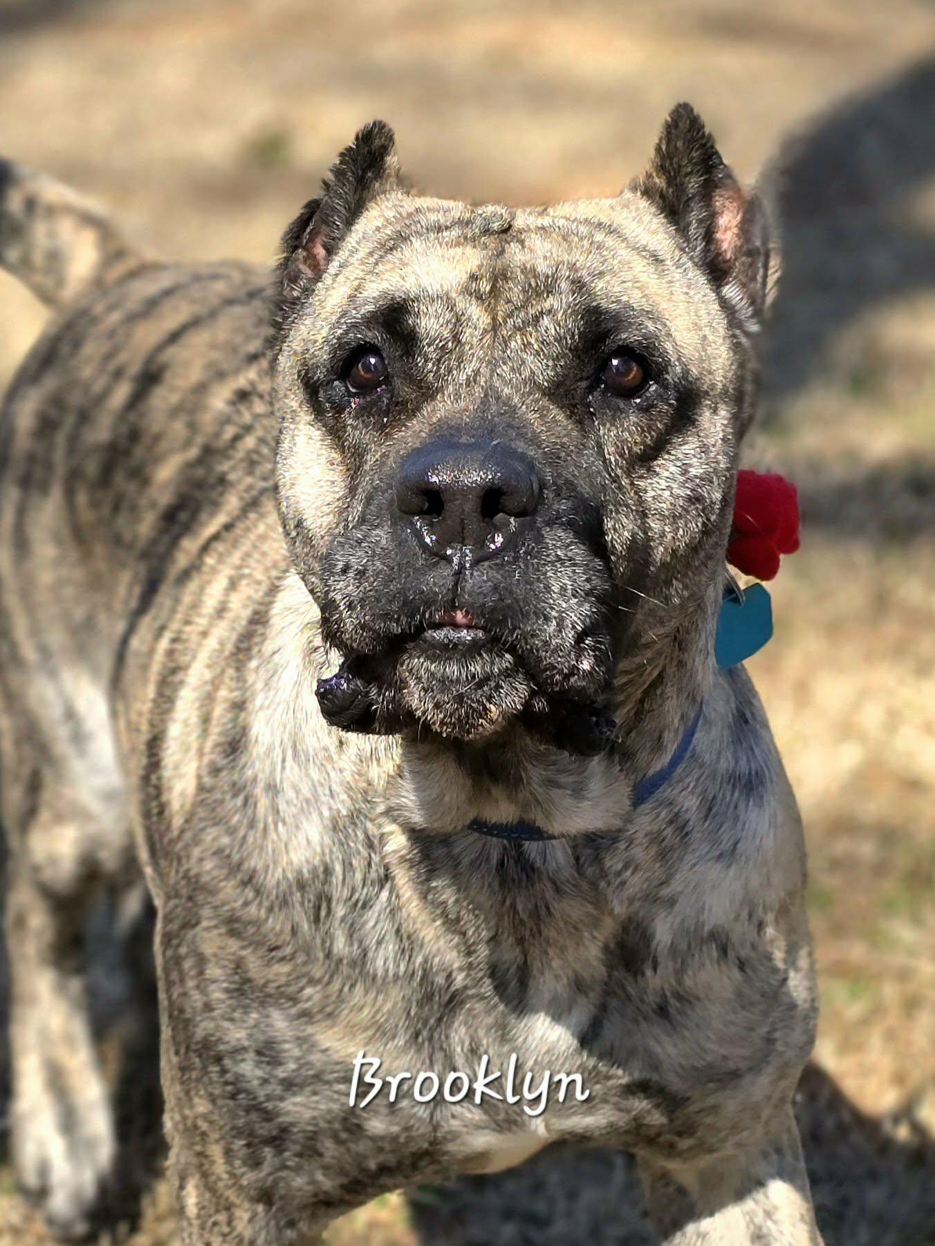 Enlarge Brooklyn, an adoptable Presa Canario in Bishop, GA image 3/4