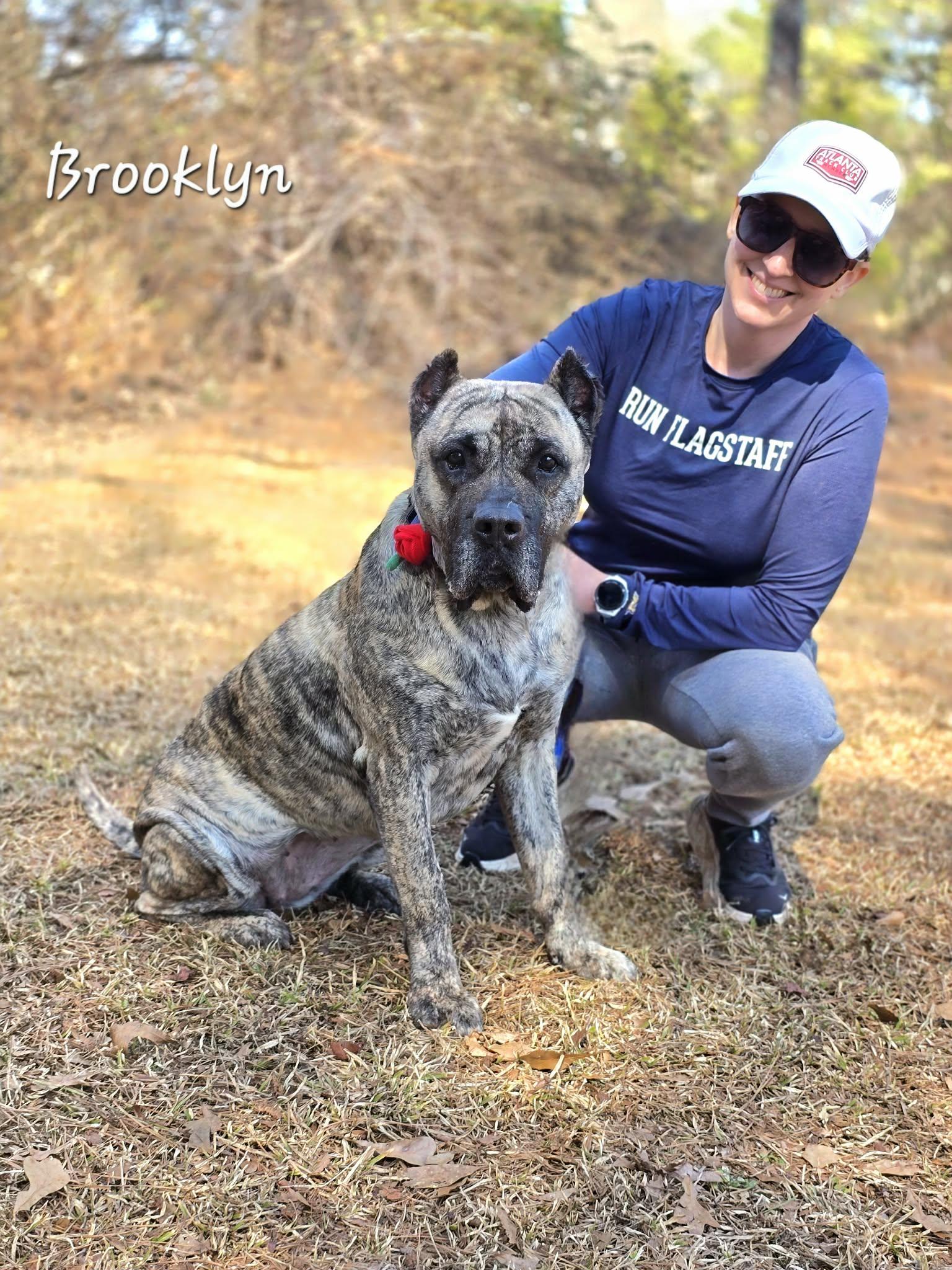 Enlarge Brooklyn, an adoptable Presa Canario in Bishop, GA image 2/4