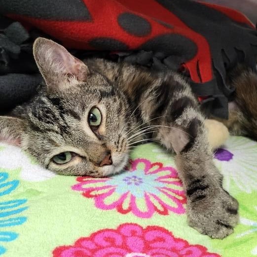 Gazelle, a Adoptable Domestic Short Hair in Chilton, WI image 1/4