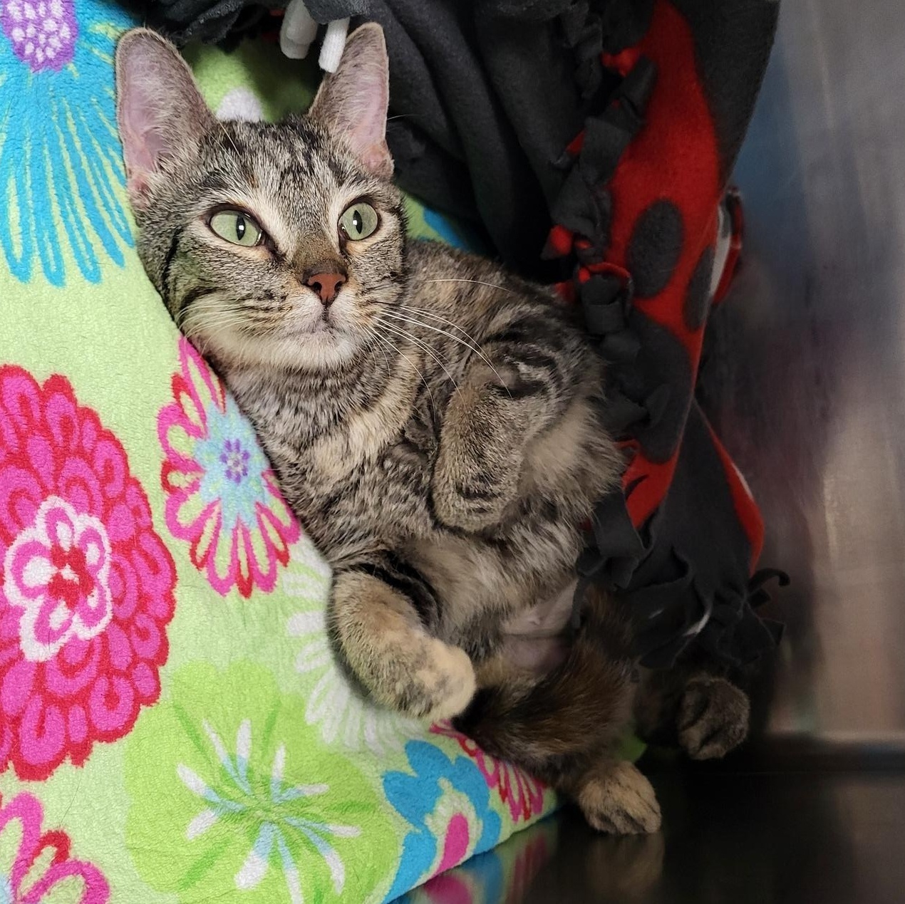 Gazelle, a Adoptable Domestic Short Hair in Chilton, WI image 4/4