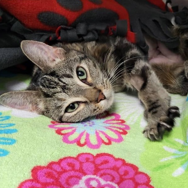 Gazelle, a Adoptable Domestic Short Hair in Chilton, WI image 3/4