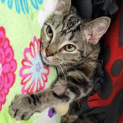 Gazelle, a Adoptable Domestic Short Hair in Chilton, WI image 2/4