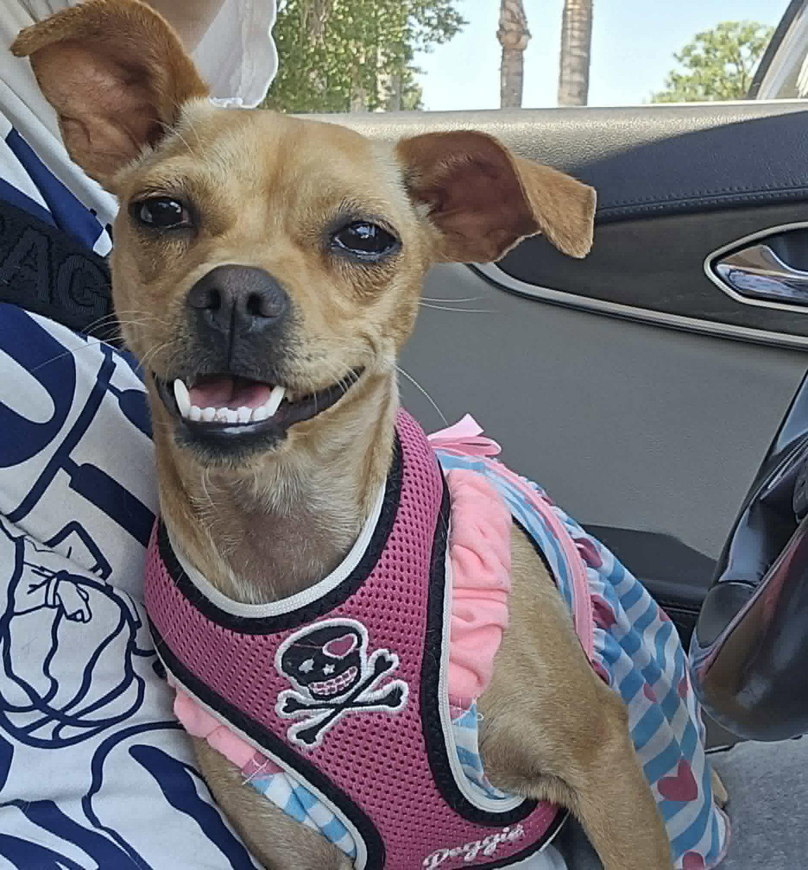 Star, Adoptable, Young Female Chihuahua & Pug.