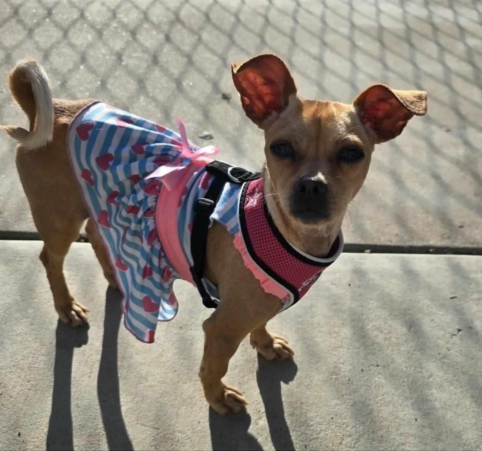 Star, a Adoptable mixed breed in Visalia, CA image 2/3