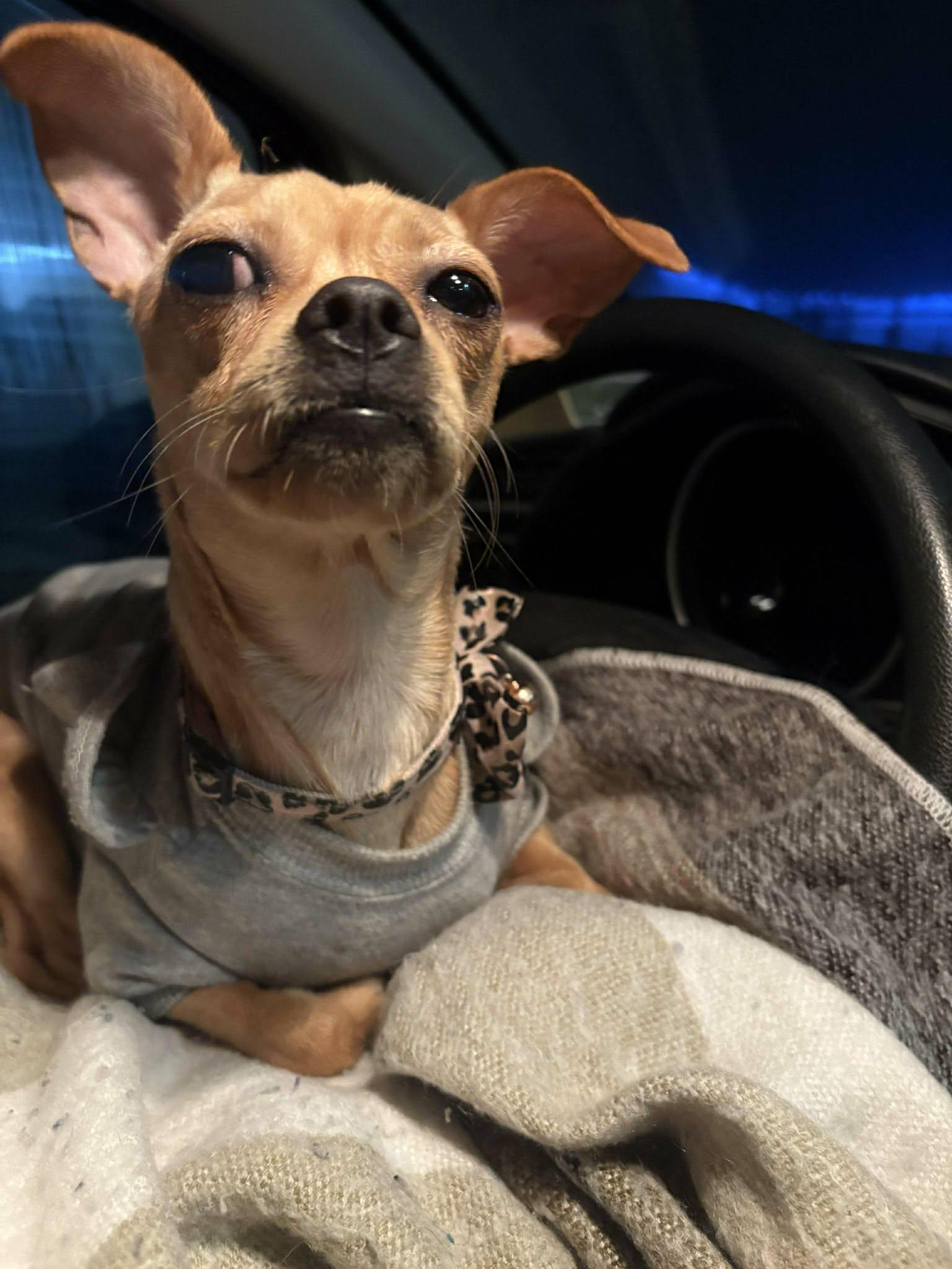 Star, Adoptable, Young Female Chihuahua & Pug.