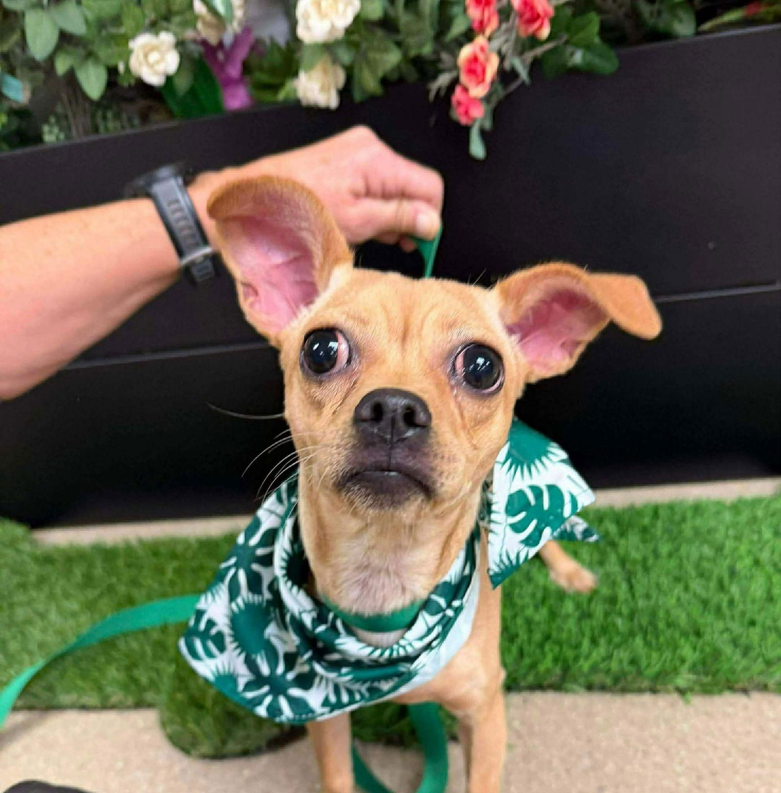 Star, a Adoptable mixed breed in Visalia, CA image 2/3