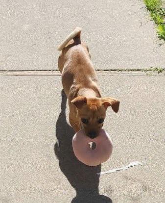 Star, a Adoptable mixed breed in Visalia, CA image 3/3