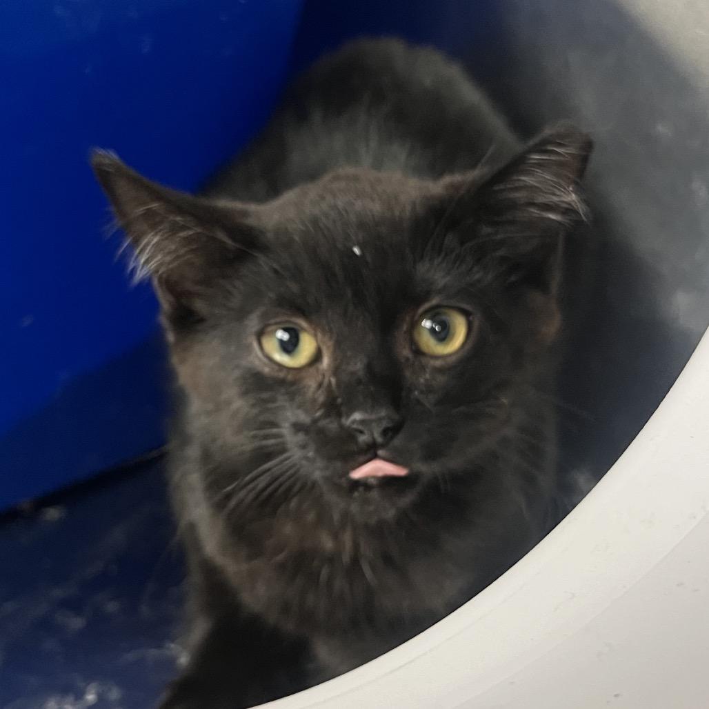 Tarde, Adoptable, Kitten Female Domestic Short Hair.