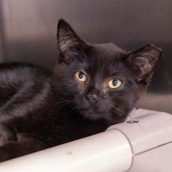Enlarge Tarde, a Adoptable Domestic Short Hair in Mentor, OH image 2/2