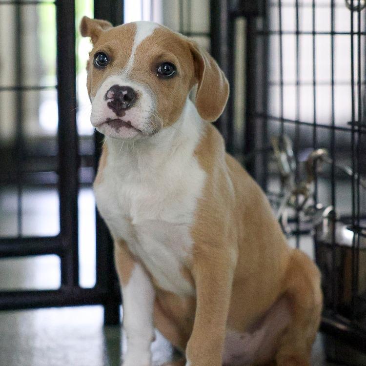 Elliott, Adoptable, Puppy Male Mixed Breed.