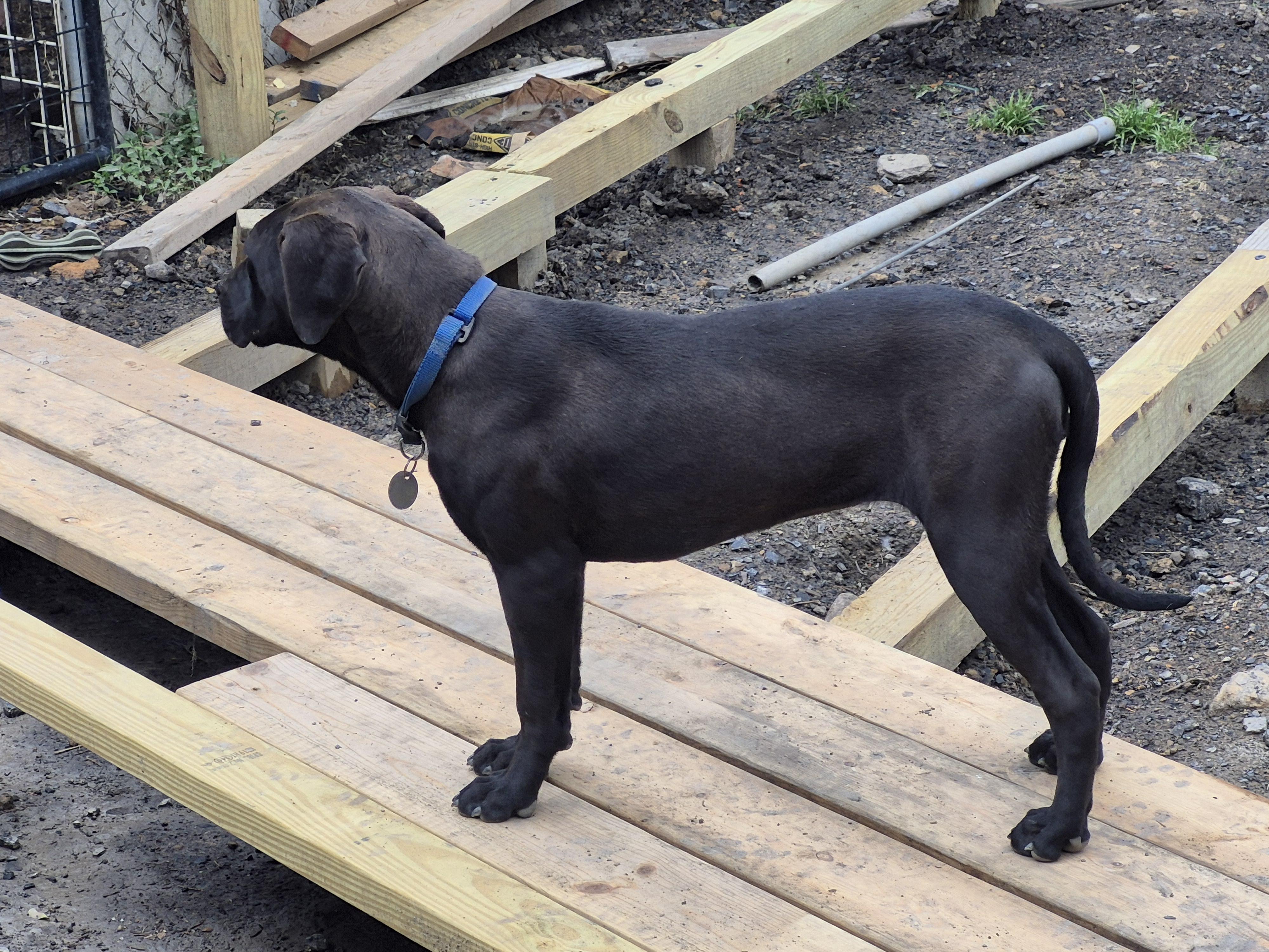 Lumpy, a ADOPTABLE mixed breed in Plum, PA image 1/6