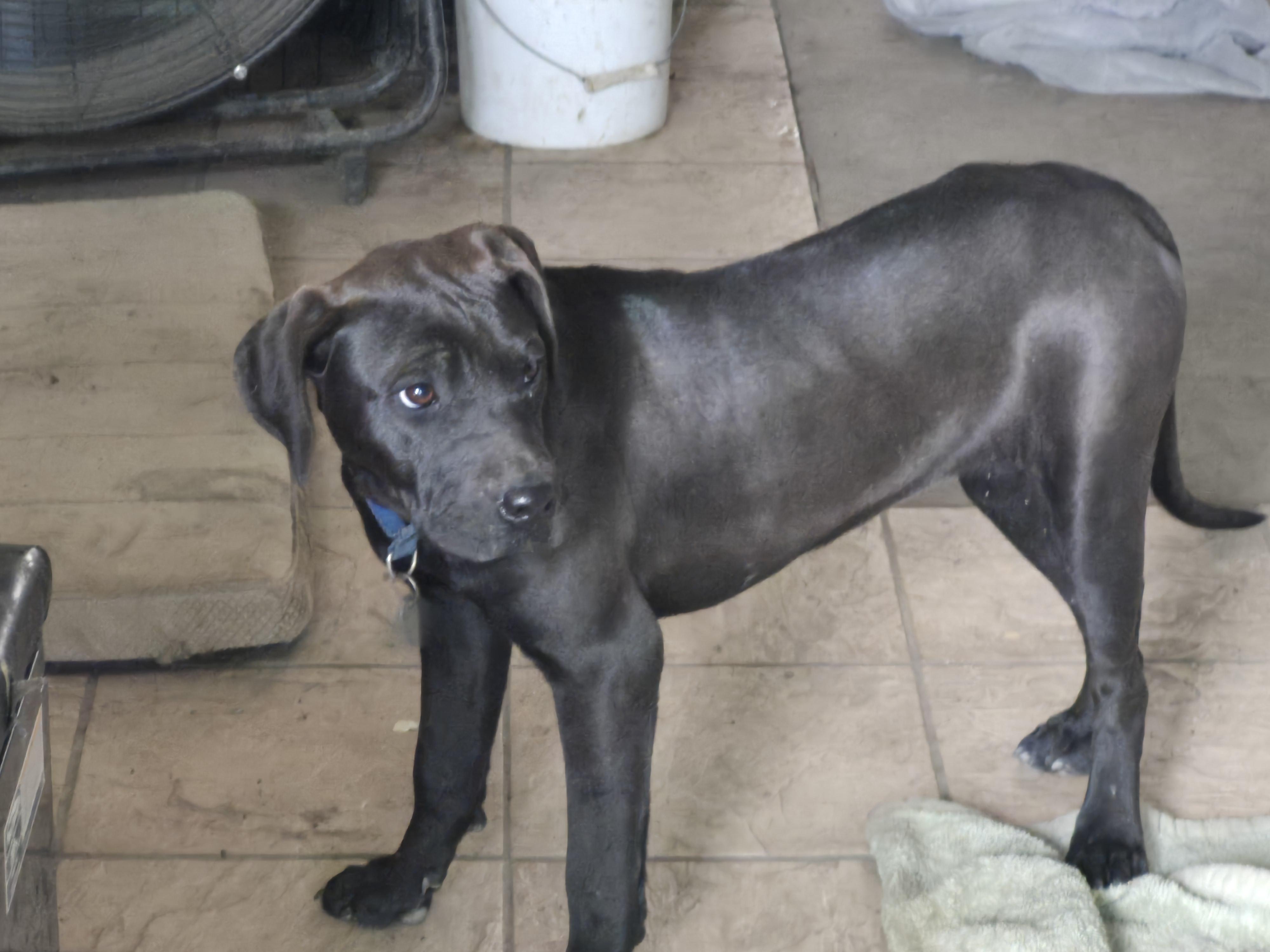 Lumpy, a ADOPTABLE mixed breed in Plum, PA image 6/6