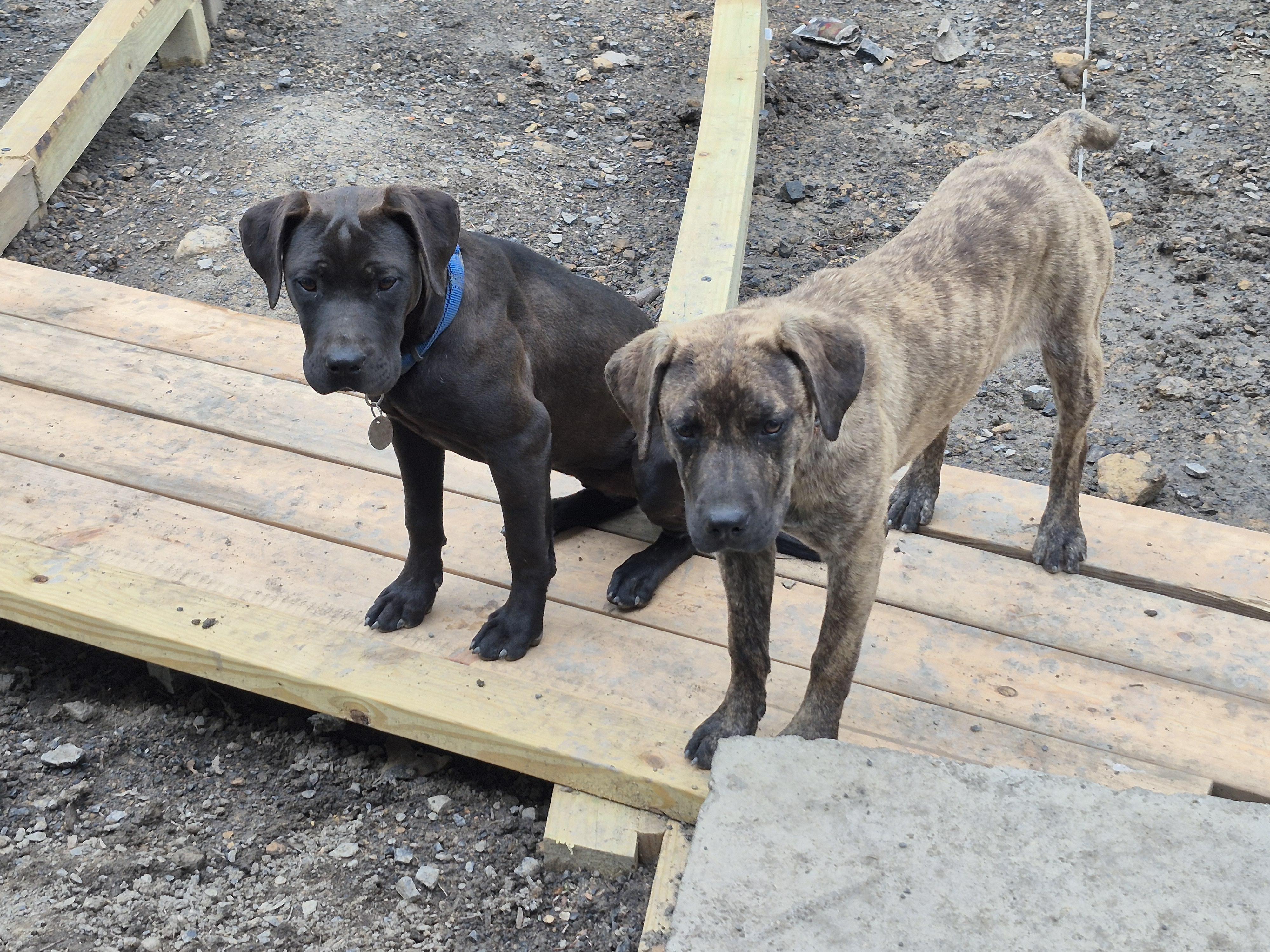 Lumpy, a ADOPTABLE mixed breed in Plum, PA image 5/6