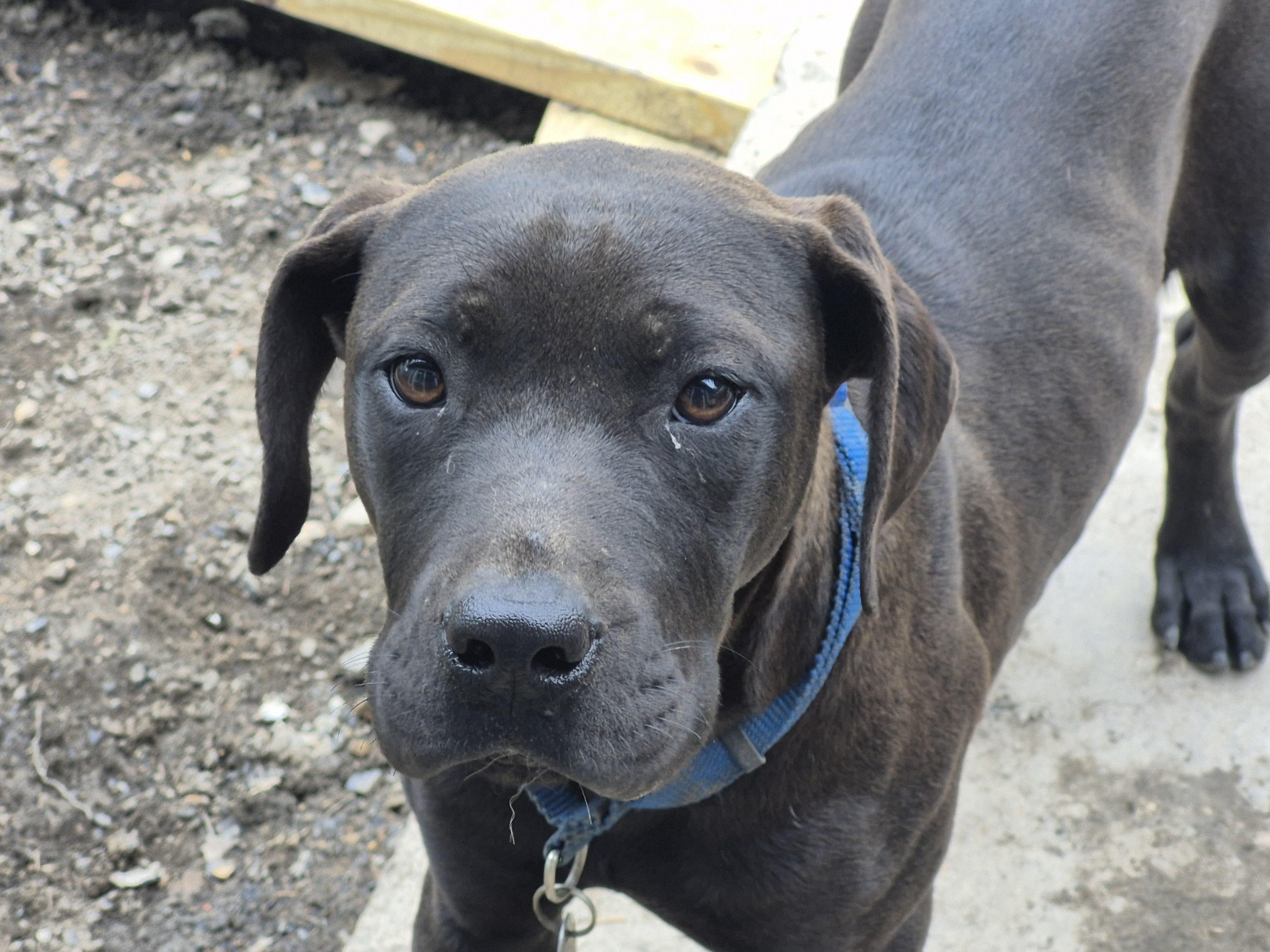 Lumpy, a ADOPTABLE mixed breed in Plum, PA image 4/6