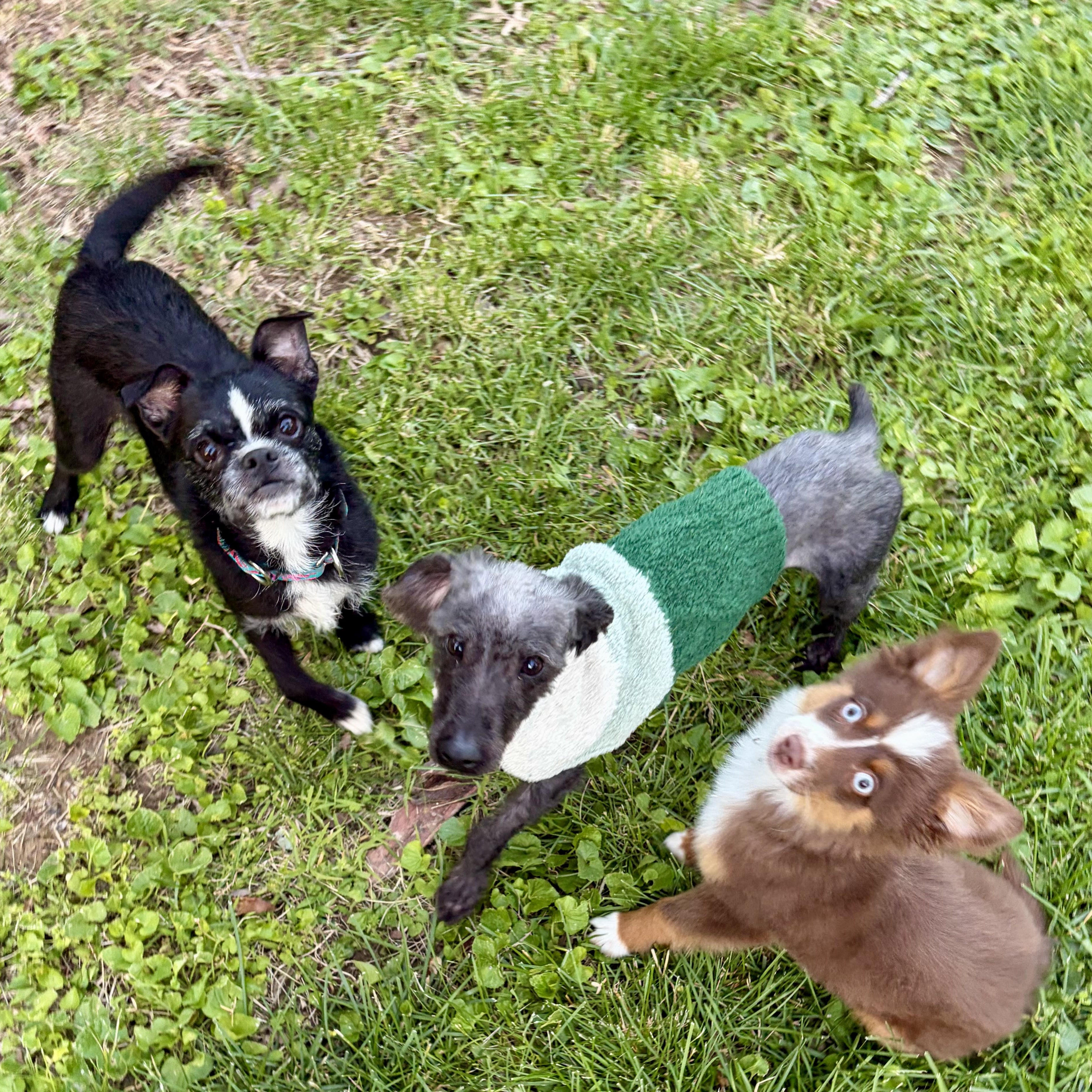 Linus, an adopted mixed breed in Murphysboro, IL image 6/6