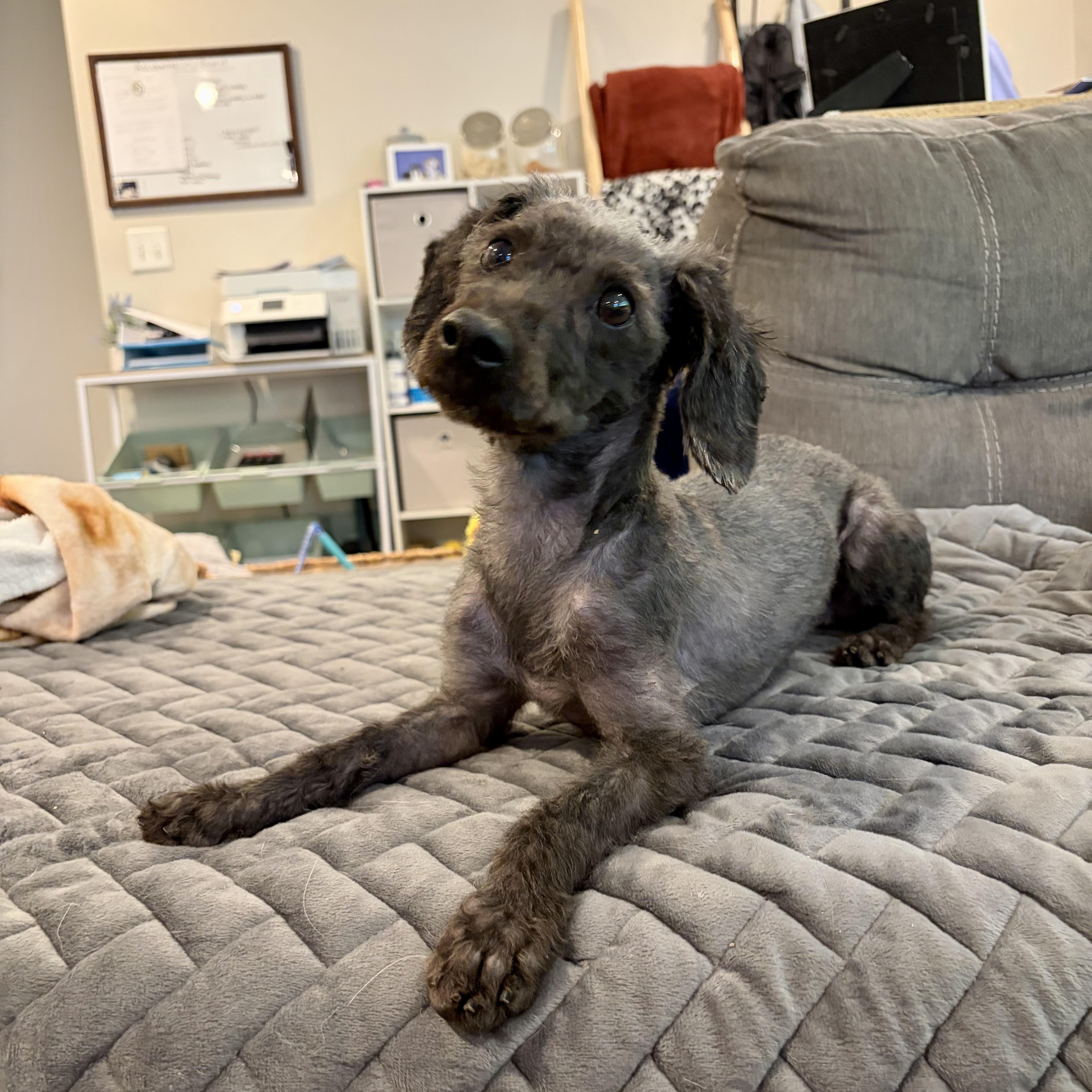 Linus, an adopted mixed breed in Murphysboro, IL image 1/6