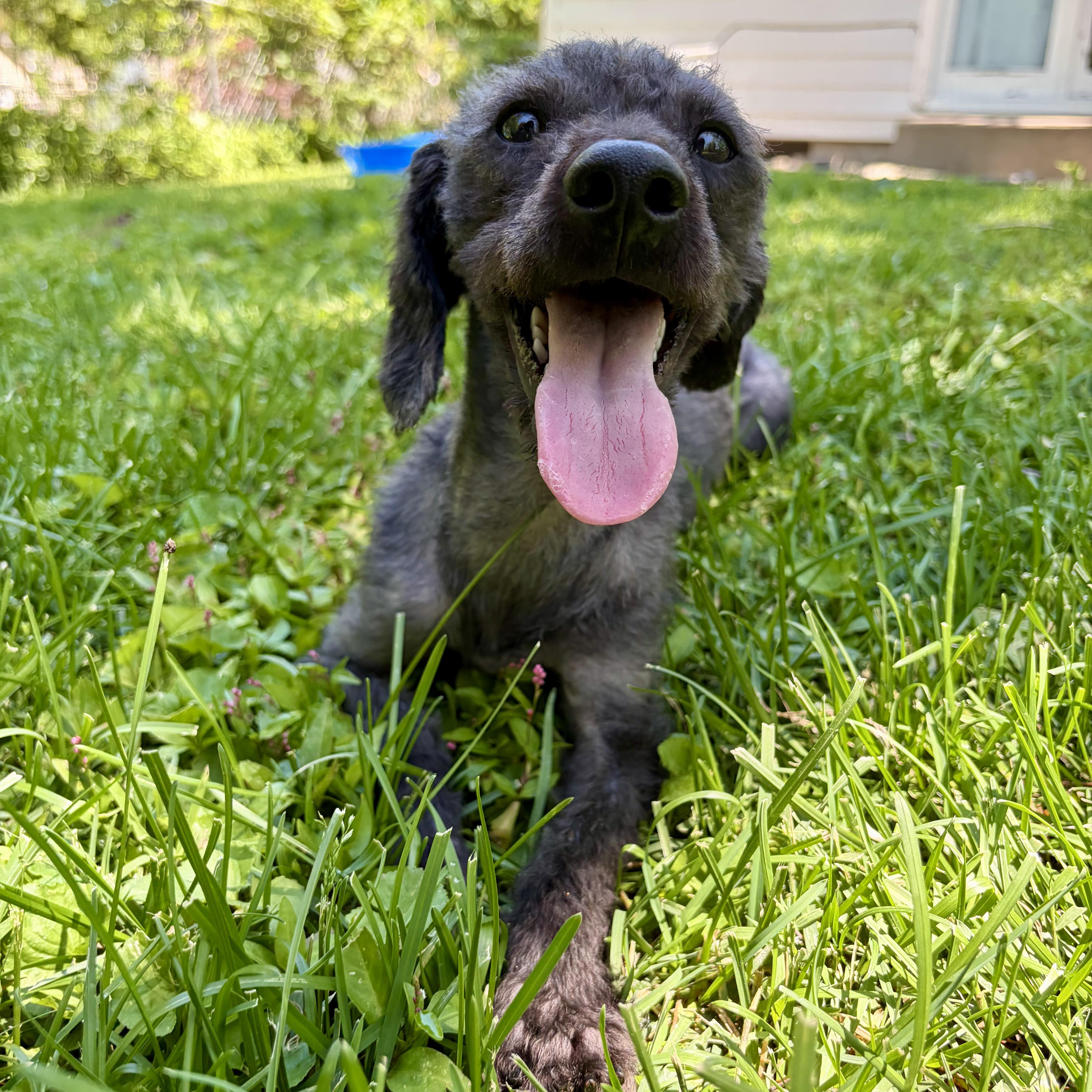 Linus, an adopted mixed breed in Murphysboro, IL image 3/6