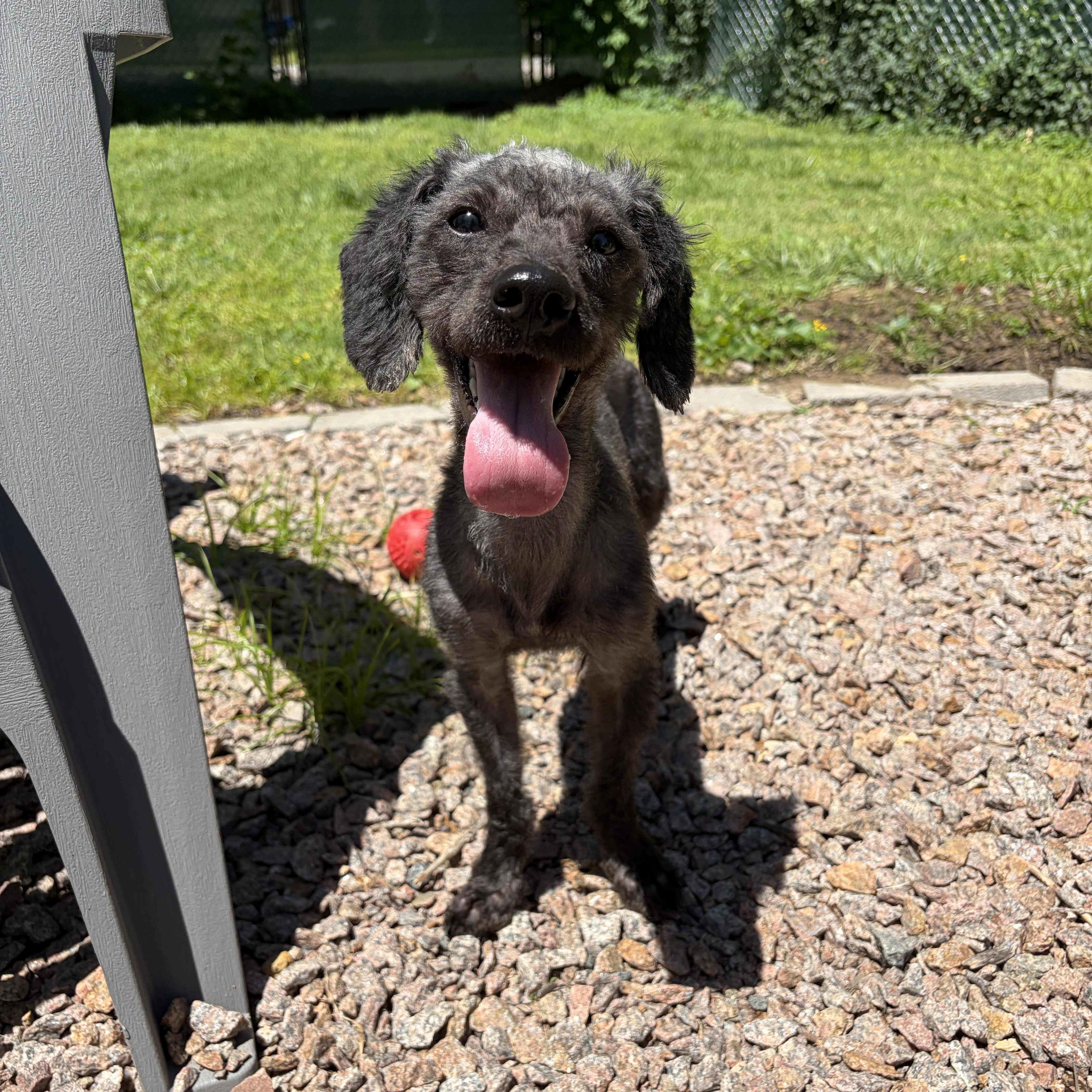 Linus, an adopted mixed breed in Murphysboro, IL image 4/6
