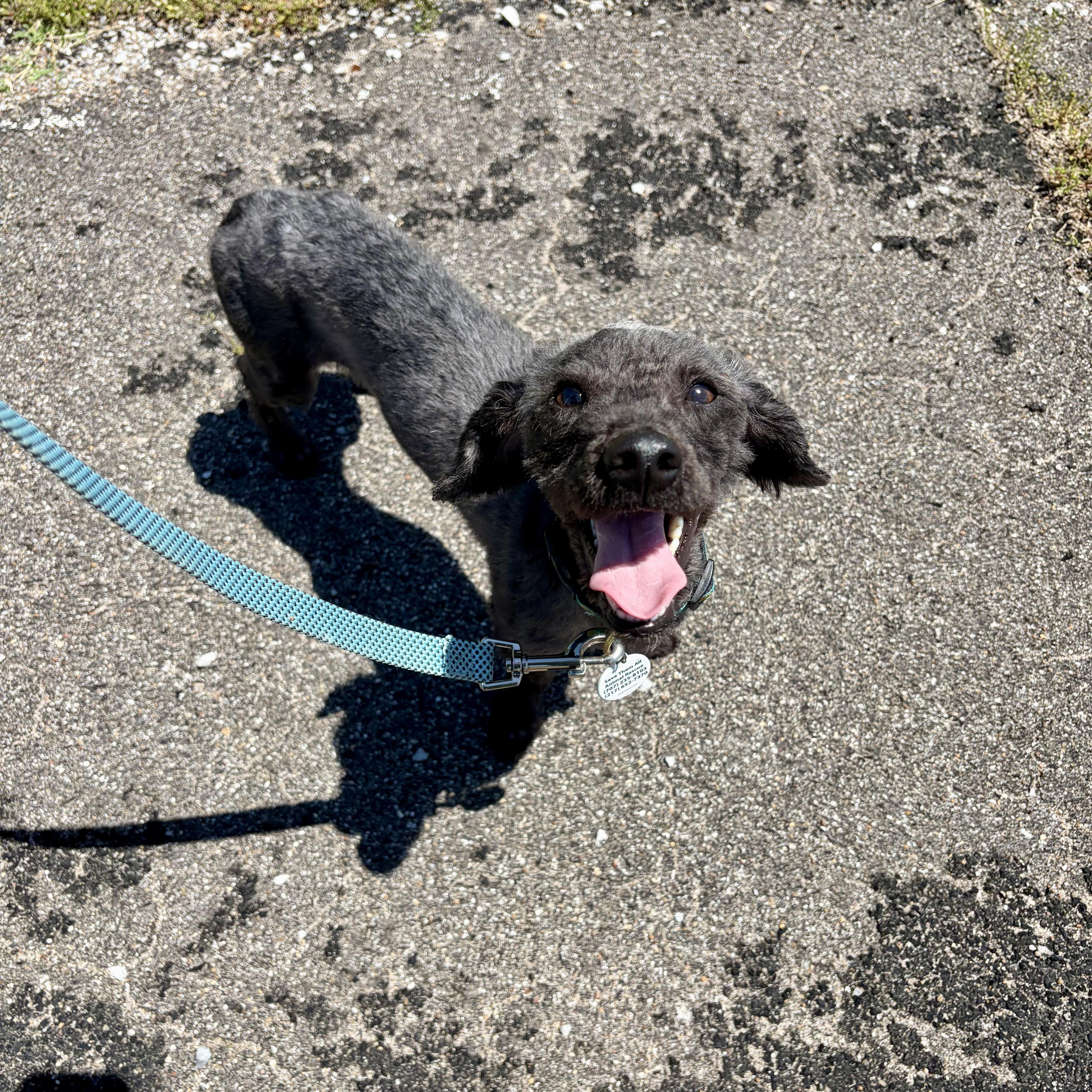 Linus, an adopted mixed breed in Murphysboro, IL image 2/6