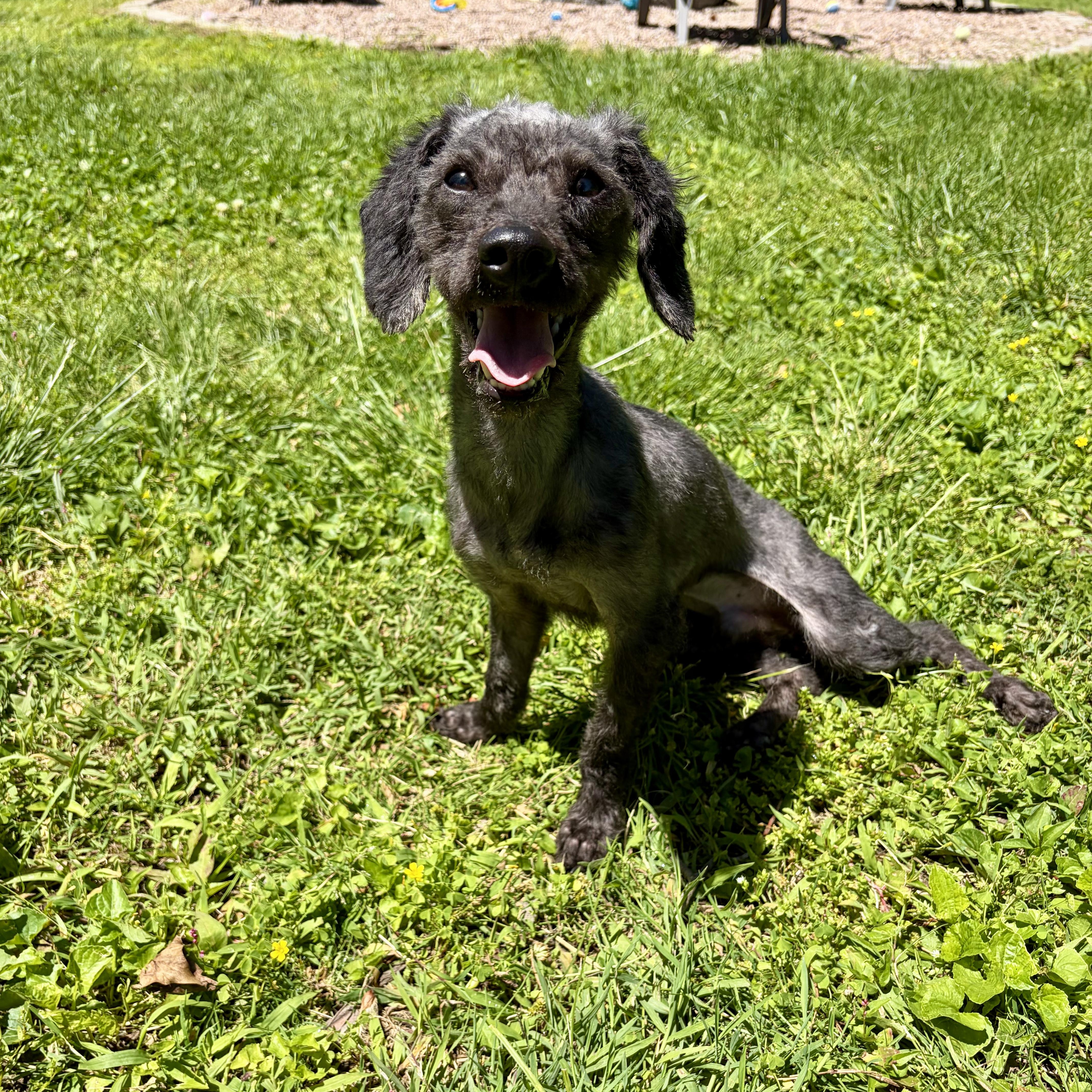 Linus, an adopted mixed breed in Murphysboro, IL image 5/6