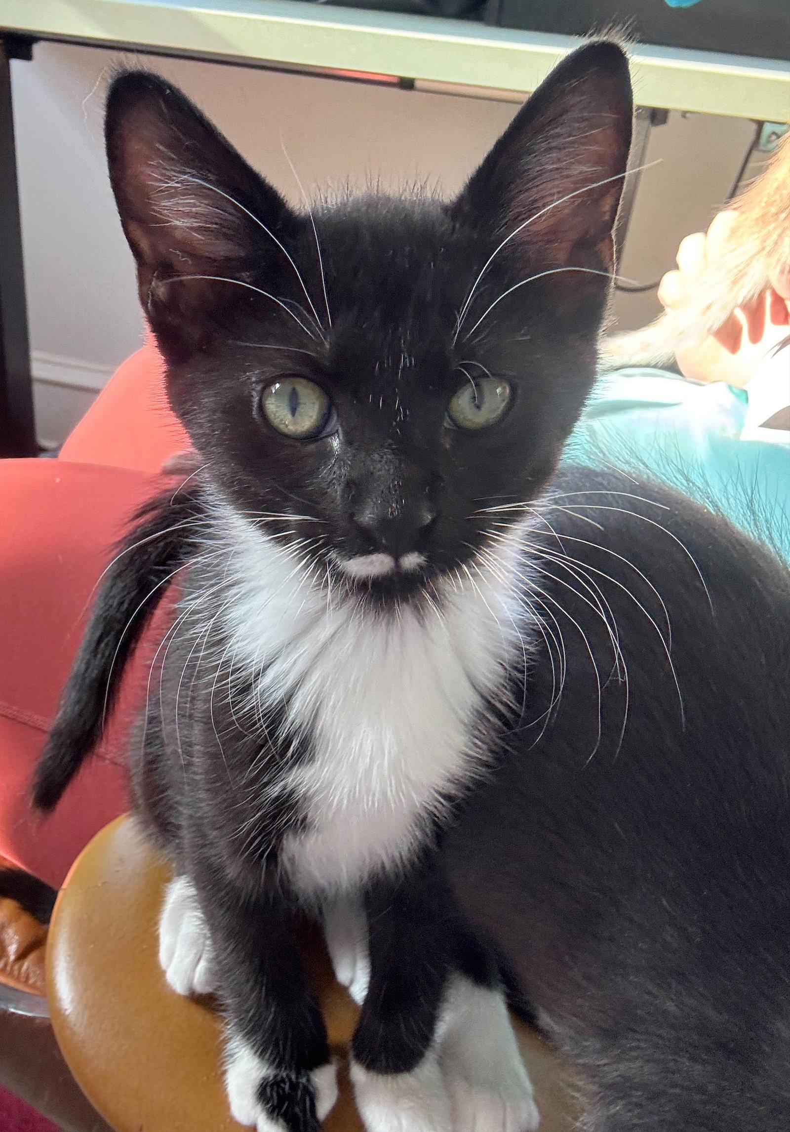 Dali, Adoptable, Kitten Female Domestic Short Hair.